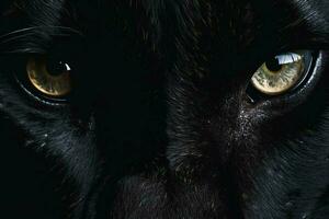 a black panthers eyes up close on black illustrat photo