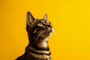 a cat with a yellow background photo