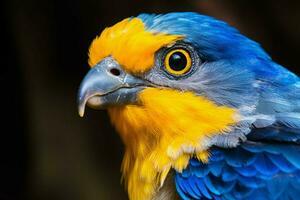 a colorful bird with a yellow eye and a blue head photo