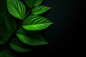 a green leaf background with a black background photo