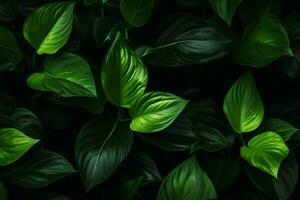 a green leaf background with a black background photo