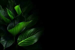 a green leaf background with a black background photo