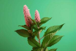 a green plant with pink flowers on it photo