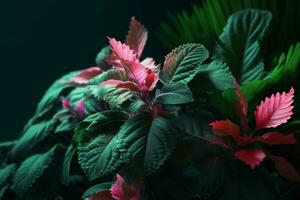 a green plant with pink flowers on it photo