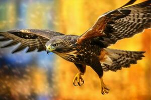 a hawk with a black tail and yellow markings flie photo