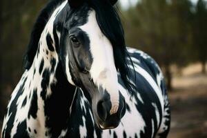 a horse with a black mane and white markings on i photo