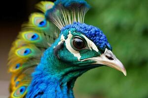 a peacock with a blue head and green feathers on it photo