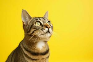 a tabby cat with a yellow background photo