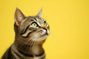 a tabby cat with a yellow background photo