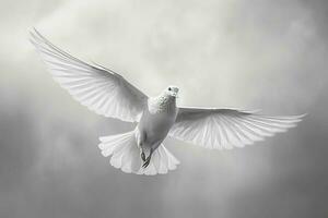 a white dove with black and white feathers is fly photo