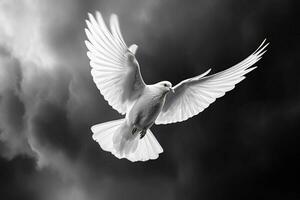 a white dove with black and white feathers is flying photo