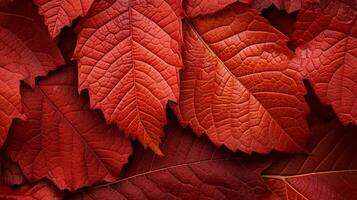 un cerca arriba foto de un rojizo otoño hoja, en el estilo de vibrante y animado matices, vibrante etapa telones de fondo, noroeste escuela, oro y carmesí, ai generado.