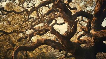 capturar el personaje de un antiguo roble árbol con sus nudoso ramas y áspero ladrar, mostrando el intrincado texturas ese ven con edad. ai generado. foto