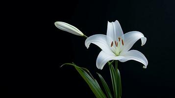 A minimalist composition featuring a single white lily against a clean black background with space for text, allowing for the addition of text. AI generated. photo