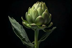 artichoke image hd photo