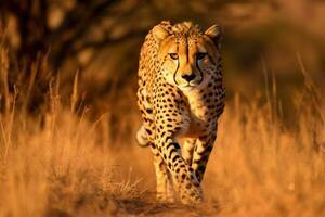 cheetah stalking image hd photo