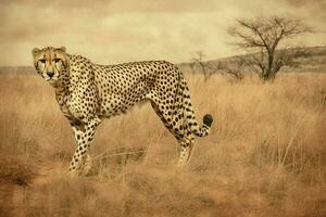 cheetah stalking at field photo