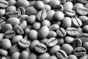 coffee beans white photo