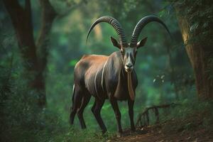 nacional animal de central africano república foto