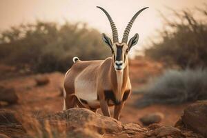 nacional animal de djibouti foto