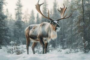 nacional animal de Finlandia foto