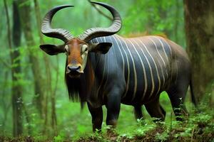 national animal of Gabon photo
