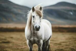nacional animal de Islandia foto