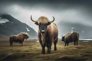 national animal of Iceland photo