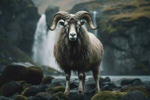 nacional animal de Islandia foto