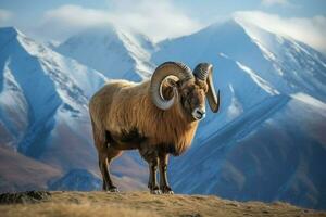 national animal of Kyrgyzstan photo