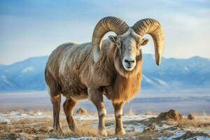 national animal of Kyrgyzstan photo