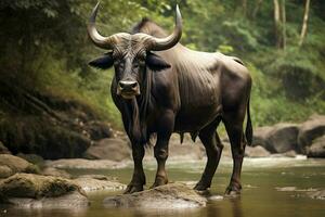 nacional animal de Laos foto