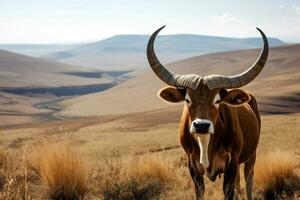 national animal of Lesotho photo