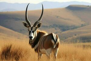 national animal of Lesotho photo