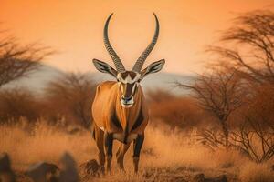 nacional animal de Namibia foto