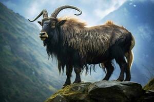 national animal of Nepal photo