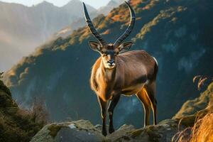 national animal of Nepal photo