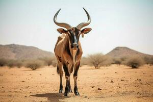 nacional animal de Níger foto