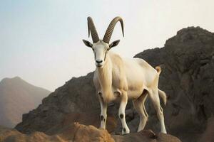 national animal of Oman photo