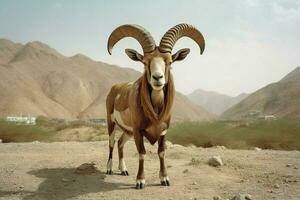 national animal of Oman photo