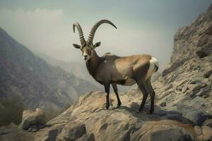 national animal of Oman photo