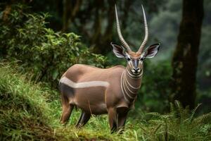 nacional animal de Ruanda foto