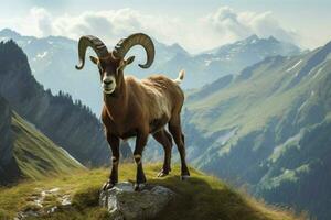 national animal of Switzerland photo