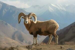 national animal of Tajikistan photo