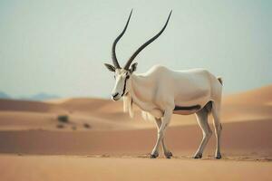 national animal of United Arab Emirates The photo