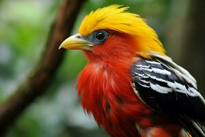 national bird of Bolivia photo
