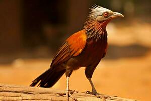 national bird of Burkina Faso Upper Volta photo