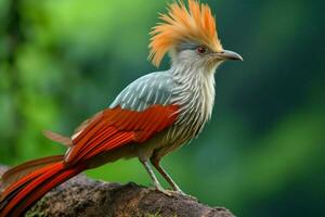 national bird of Burma photo