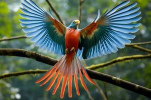 nacional pájaro de birmania foto