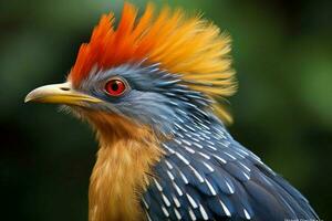 national bird of Democratic Republic of the Congo photo